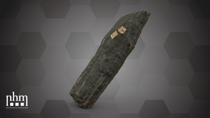 Calamites communis (NHMW-GEO-2024/0188/10957) – Free 3D Model STL