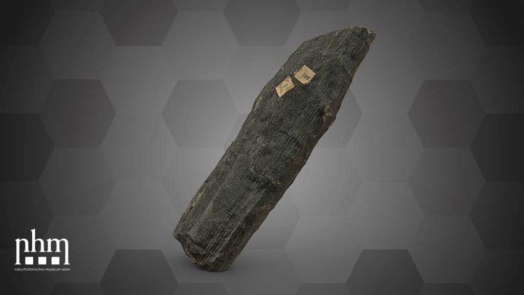 Calamites communis (NHMW-GEO-2024/0188/10957)