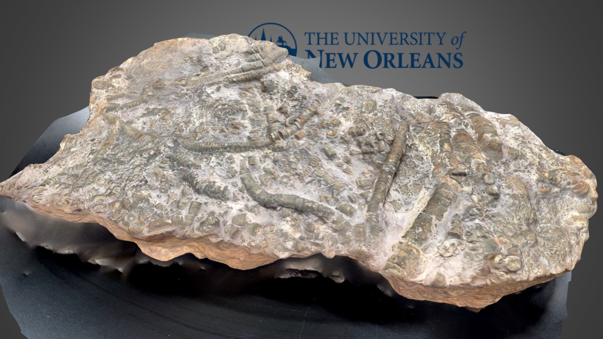 Crinoid stems