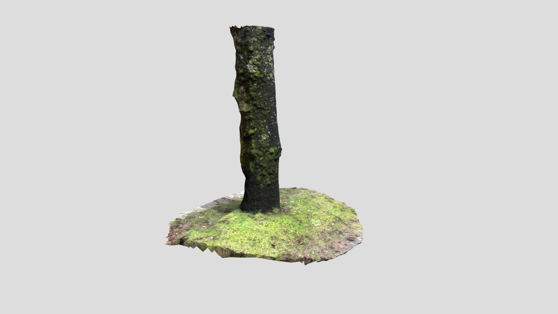 3D Tree- PhotoScan