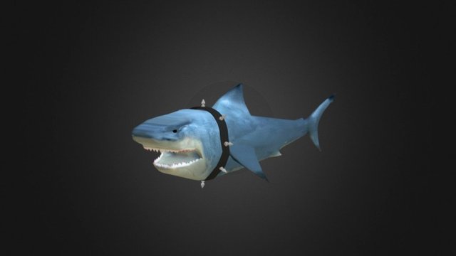White Shark Animation 3D Model