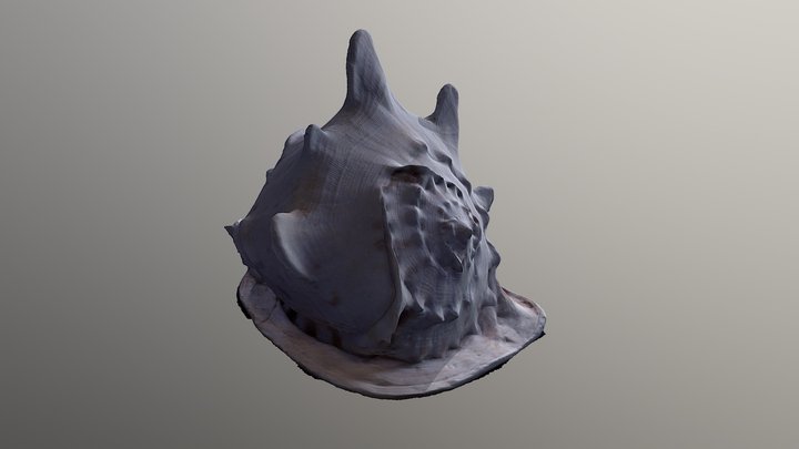 Photogrammétrie sur coquillage 3D Model