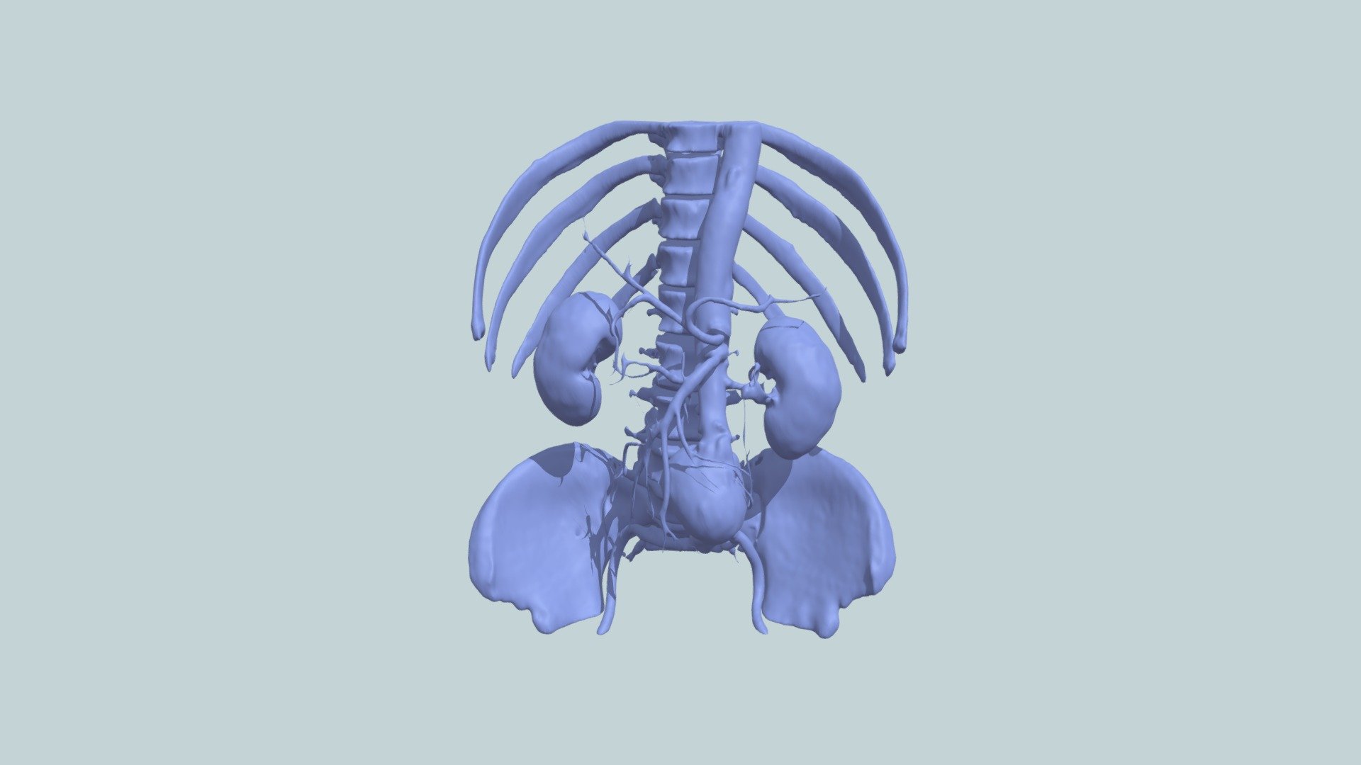 Abdomen Anatomy — Sketchfab embed 3D viewer