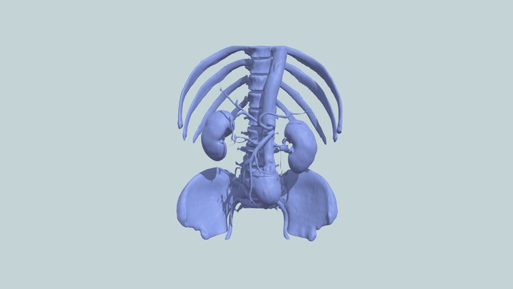 Abdomen Anatomy 3D Model