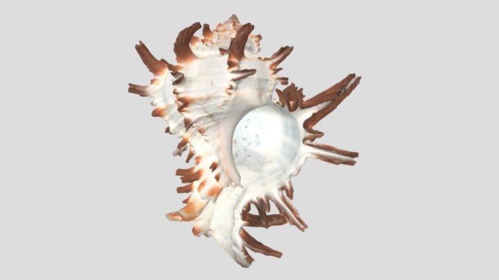 ノシメガンゼキ / Endive-like murex 3D Model