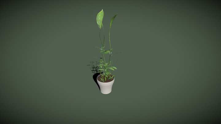 plant 3D Model