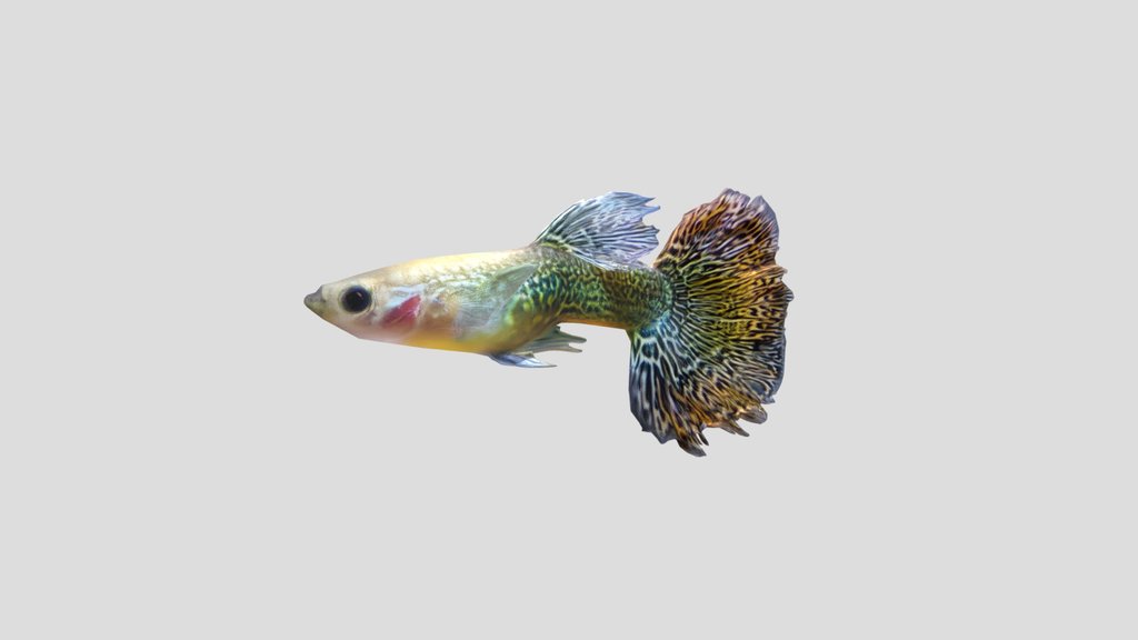 Mosaic Guppy Male