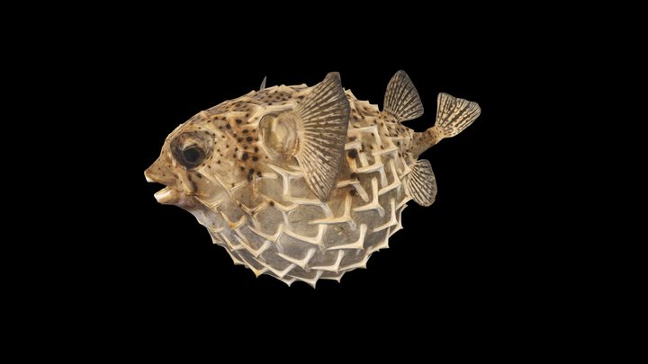 Museo Ittico | Fishing Museum (SAN BENEDETTO) 3D Model