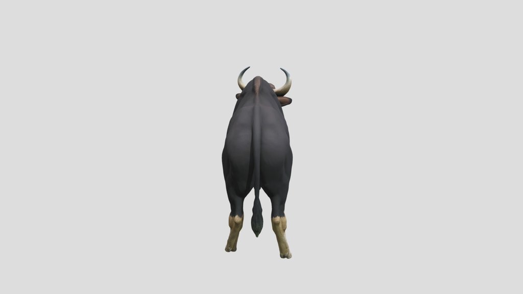 Indian Bison
