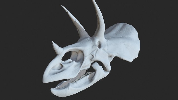 Triceratops Skull 3D Model