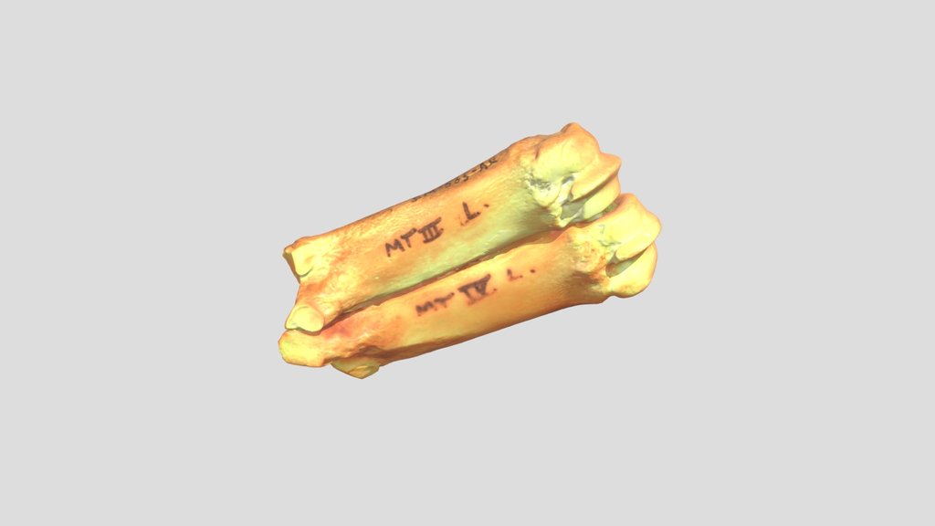 References - Pig - A 3D model collection by osteoarchaeology - Sketchfab