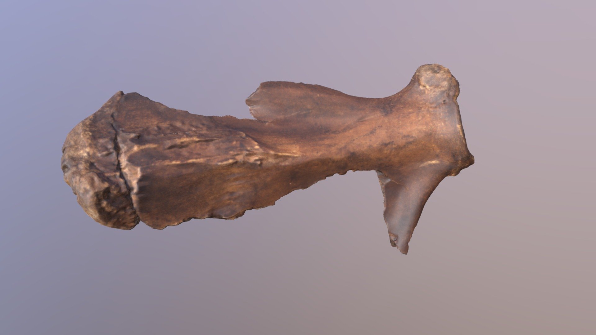 Mastodon Left Scapula (VCU_3D_4327)