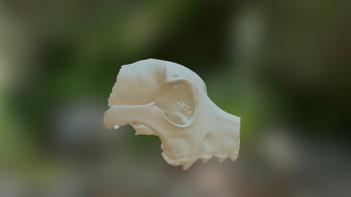 Dog Skull 3D Model