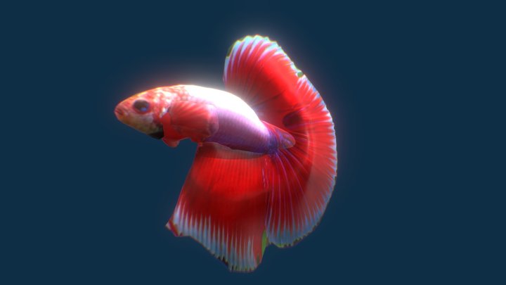 Fish  " Betta Splendens" 3D Model