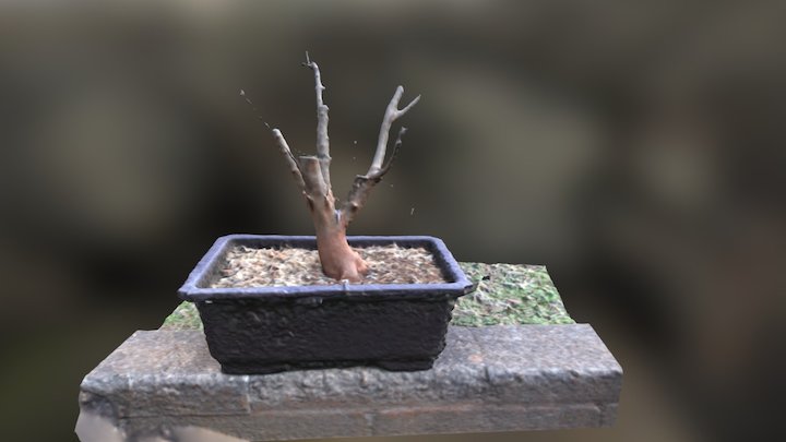 Trident maple bonsai 3D Model