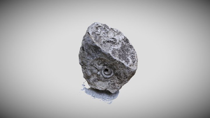 Fósiles Marinos Incrustados 3D Model