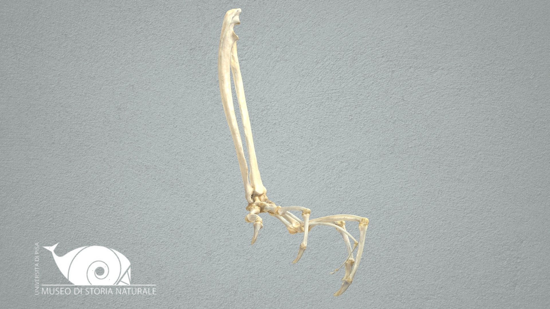 Aye aye - 3D model by Natural History Museum, University of Pisa ...