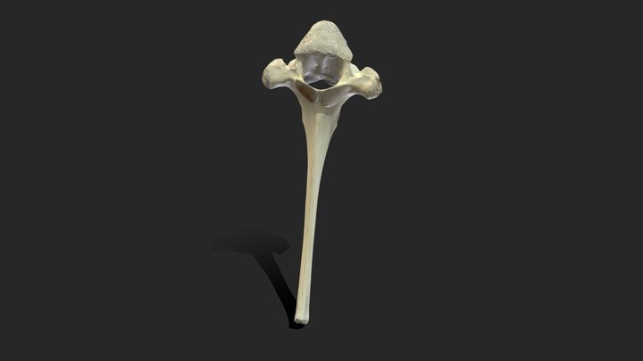Thoracic Vertebra 3D Model
