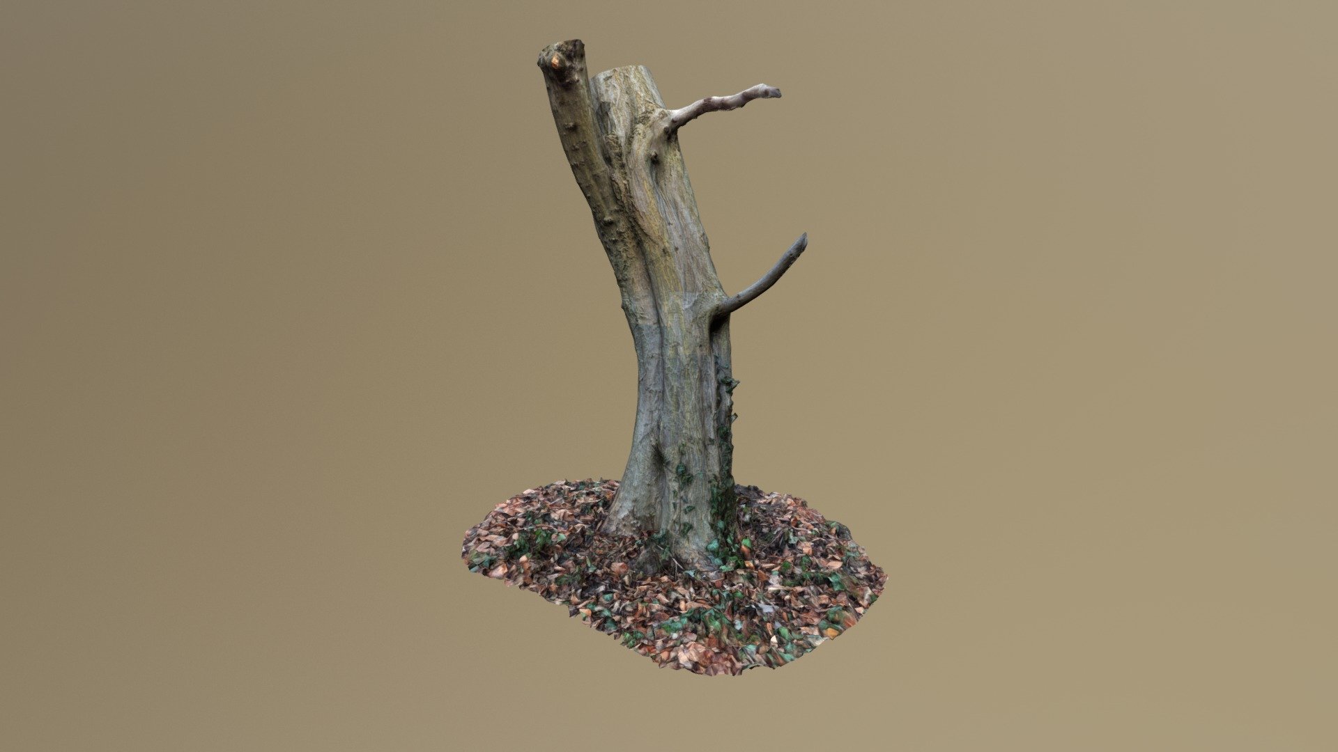 Tree 3D-Scan #1 | Photogrammetry