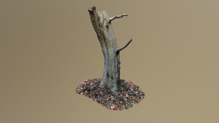 Tree 3D-Scan #1 | Photogrammetry 3D Model