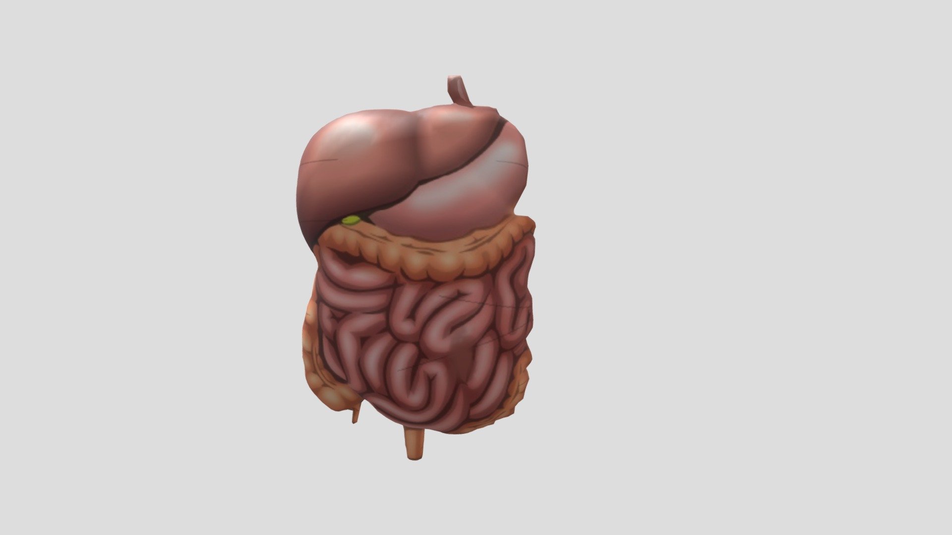 Verawati_Organ TUbuh - 3D model by Verawati (@f1121201015) [1ec567e ...