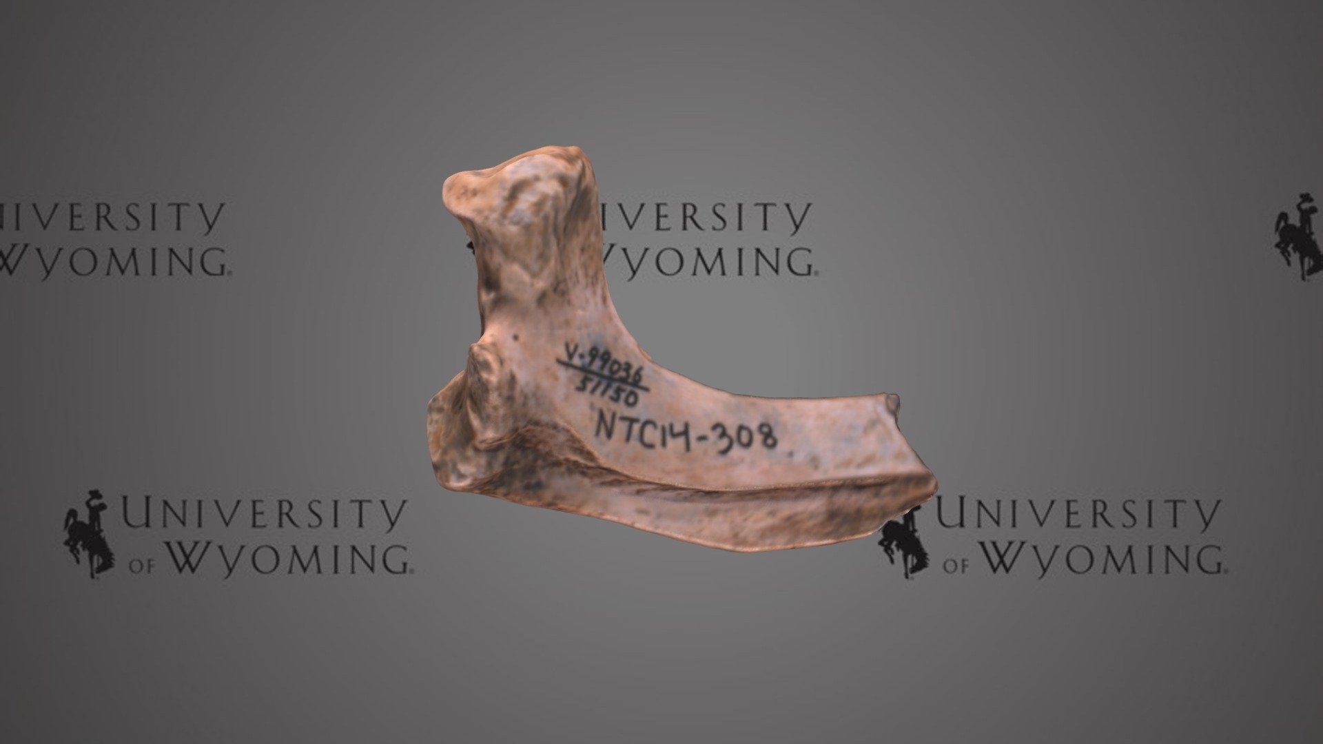 UW 51150 - Mammalia, Proximal Rib
