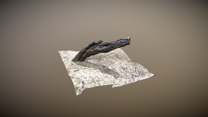 broken tree1 3D Model