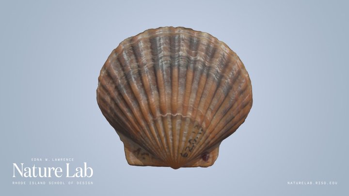 Scallop Shell