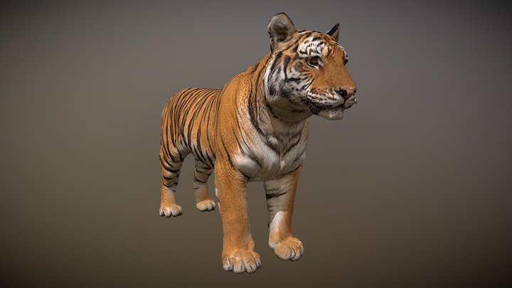 Tiger