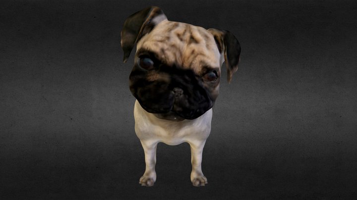 Pug Puppy 3D Model