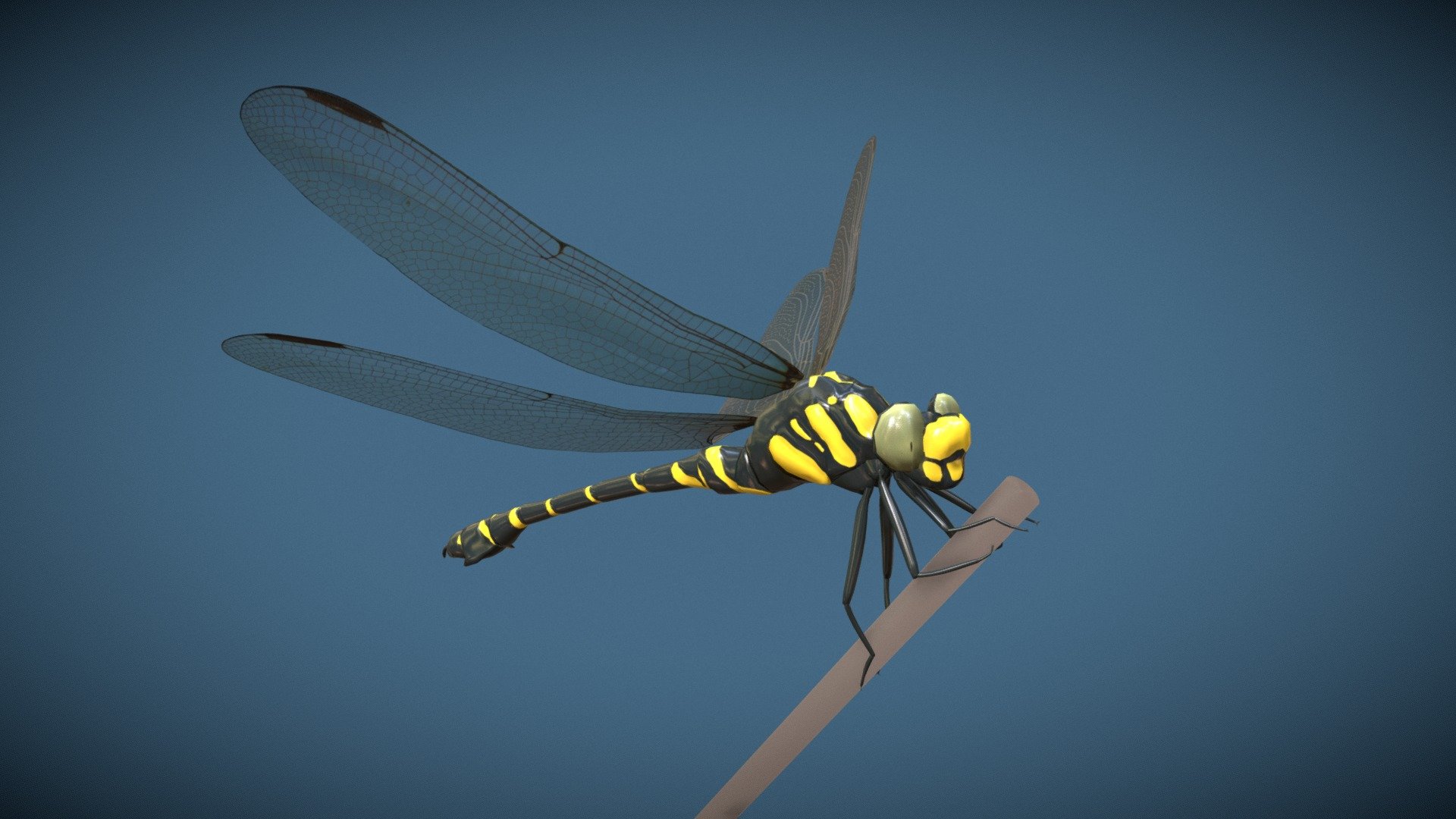 Animated dragonfly - Buy Royalty Free 3D model by Zacxophone [1eca30f] -  Sketchfab Store