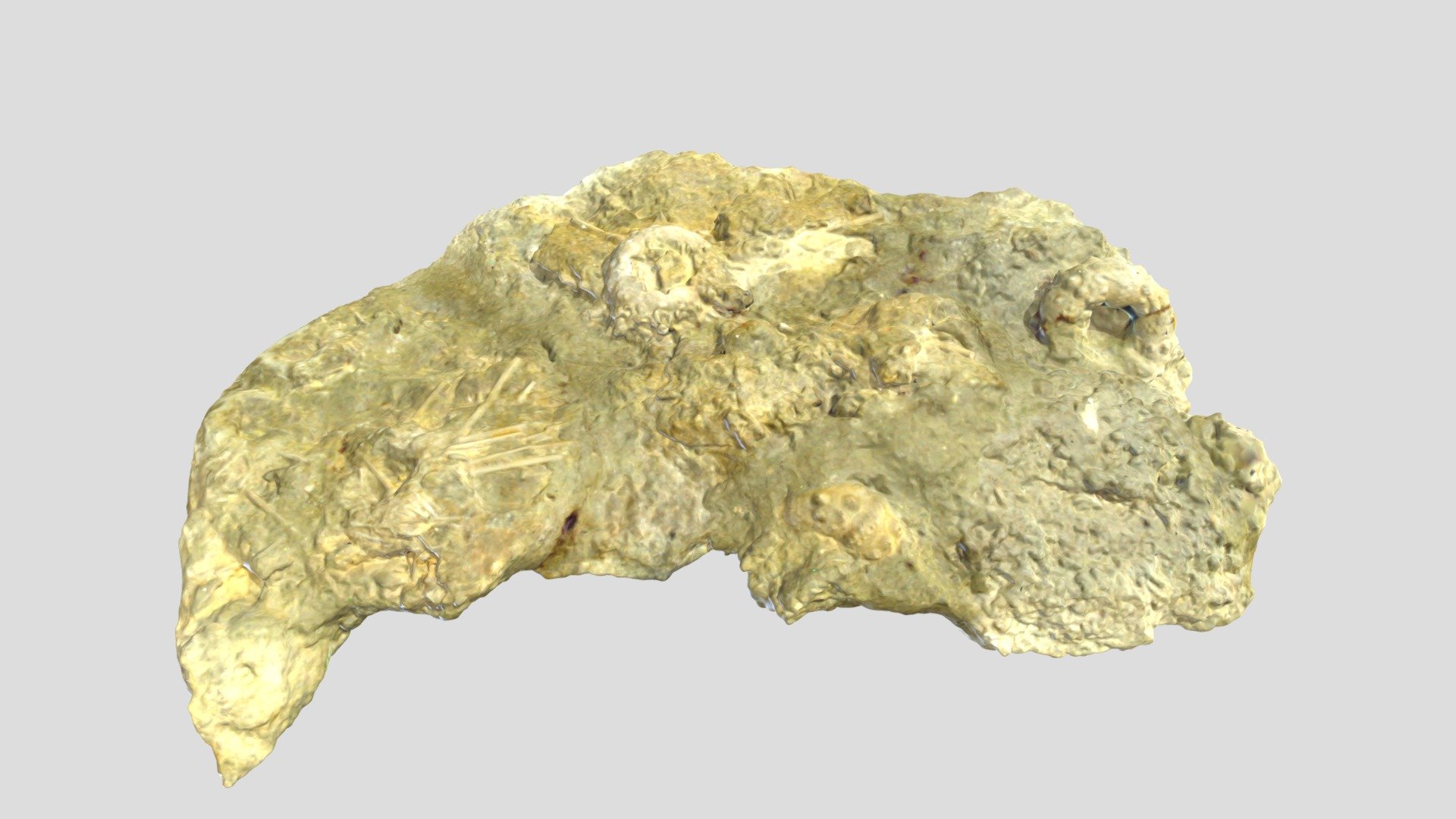 Polycidaris legayi