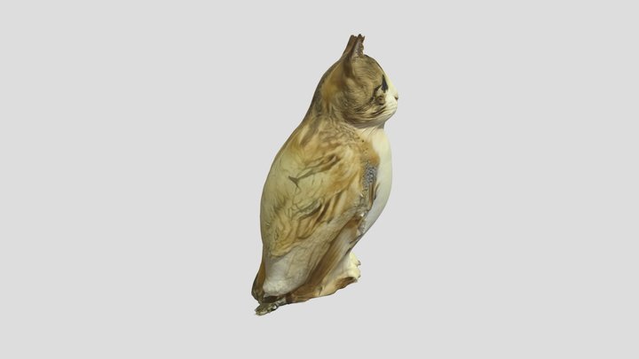 Meowl 3D Model