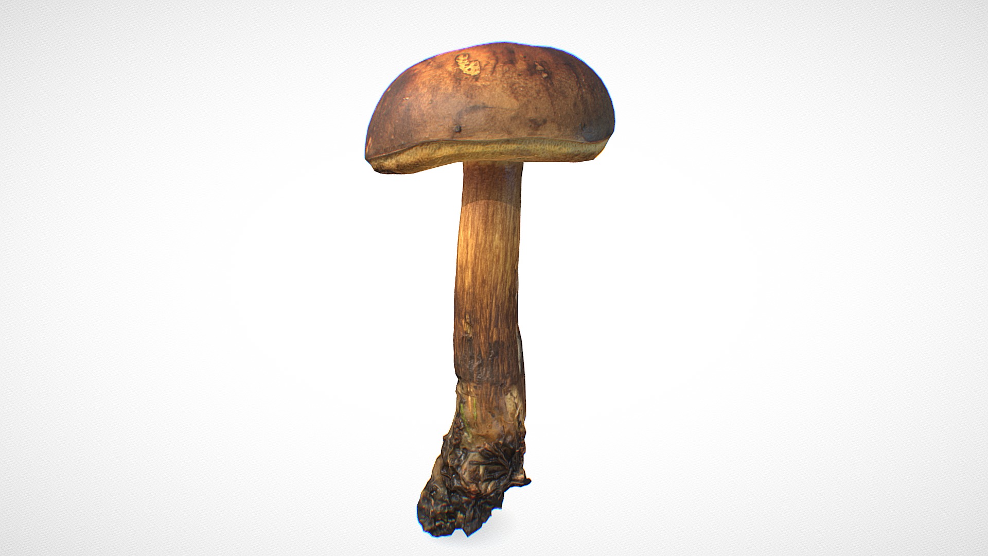 3D model Xerocomus mushroom 11 – retopo 8K PBR - This is a 3D model of the Xerocomus mushroom 11 - retopo 8K PBR. The 3D model is about a wood stick with a brown top.