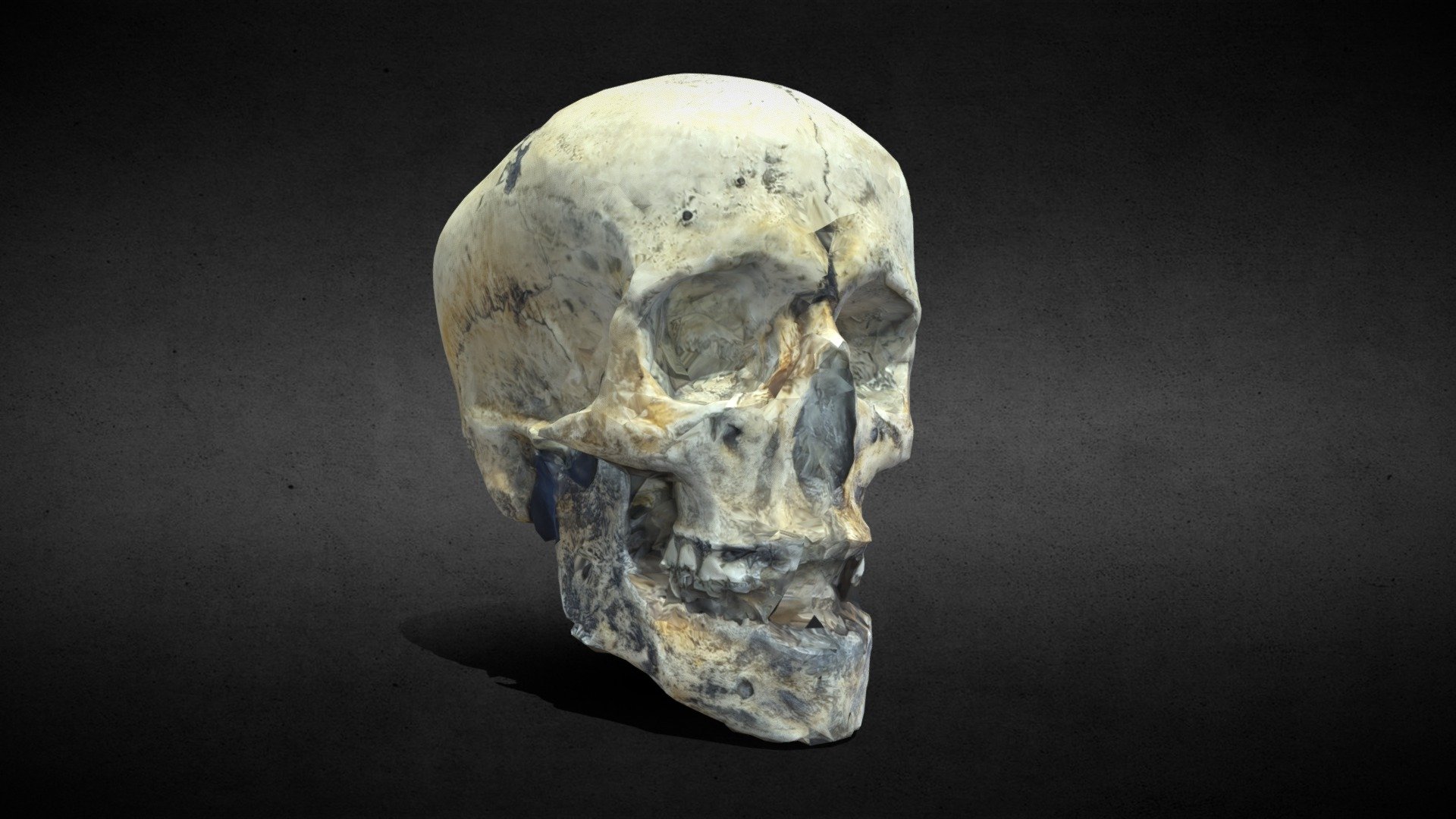 MeshRoom Skull 3D Scan