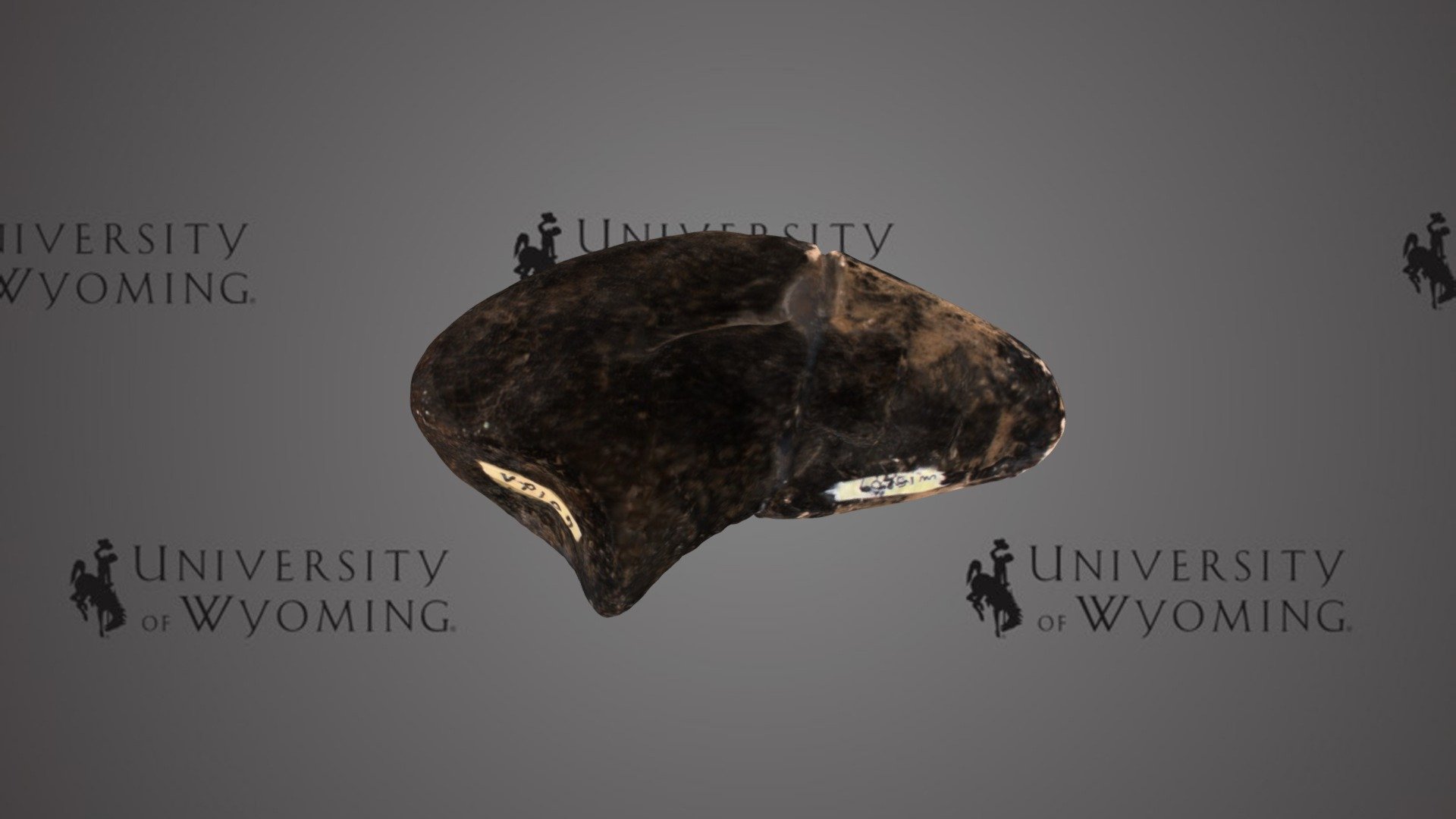 UW 15209 B - Apatosaurus sp., Pes
