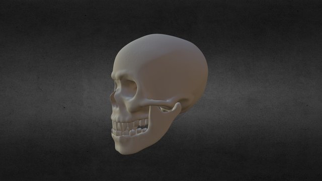 Skull (F) 3D Model