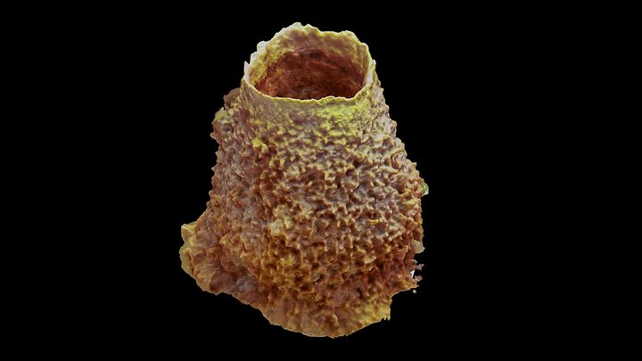 Giant barrel sponge monitoring DAX-AQS1-2019