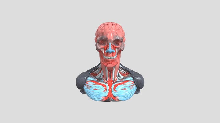 Human Brain - Detailed 3D Anatomy Model