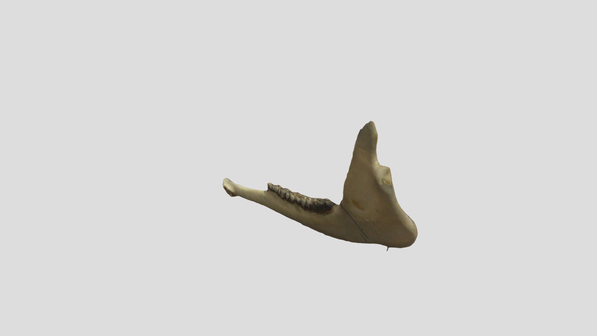 White-tailed deer jaw #B31