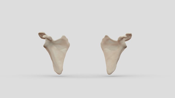 L and R Scapula, 18yo male