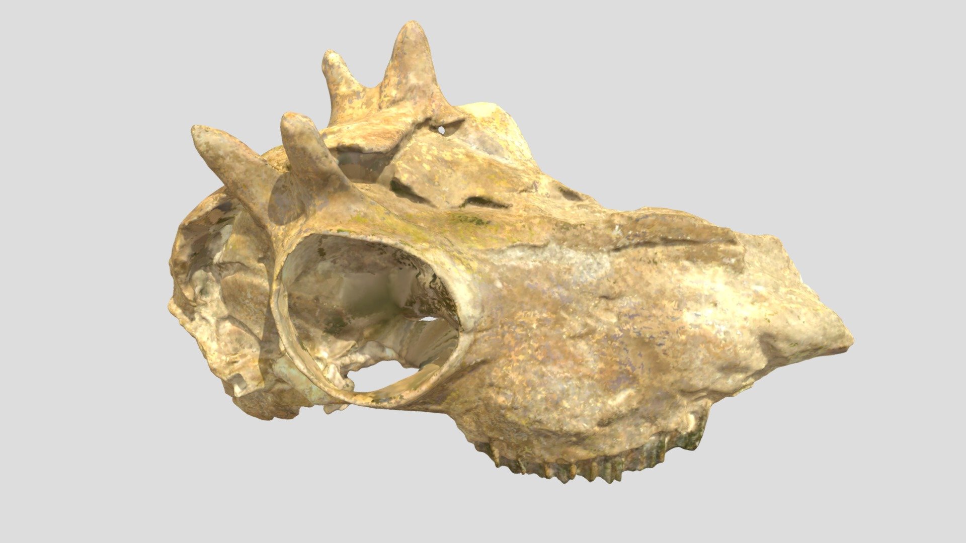 USNM V 13761 Ceratomeryx Skull (VCU_3D_4842) - Download Free 3D model ...