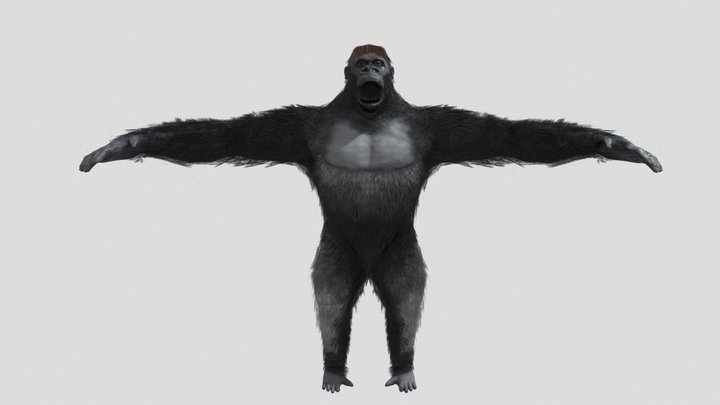 Gorilla 3D Model