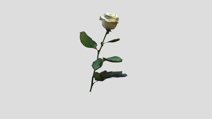 White Rose 3D Model