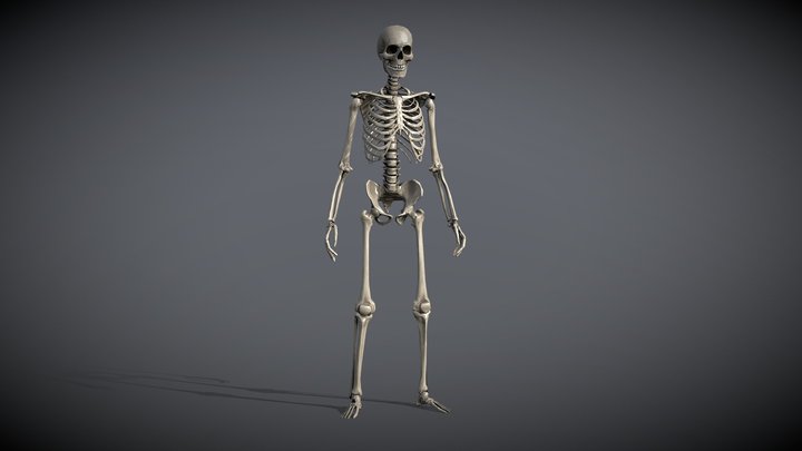 Lowpoly Human Skeleton (Rigged) 3D Model