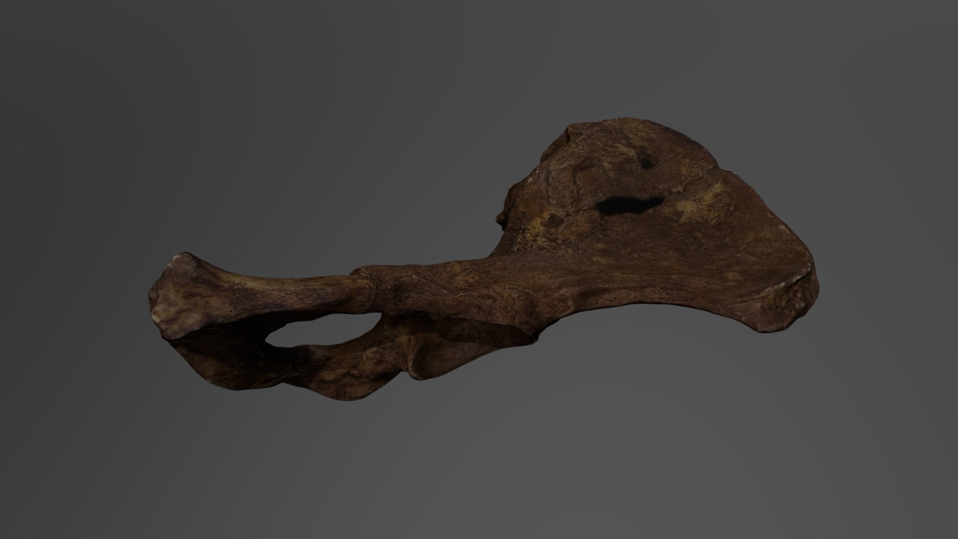 Australopithecus afarensis Pelvis