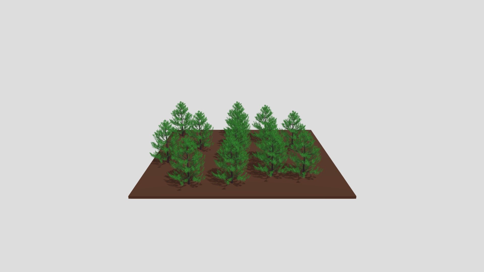 松の林１　Japanese woods