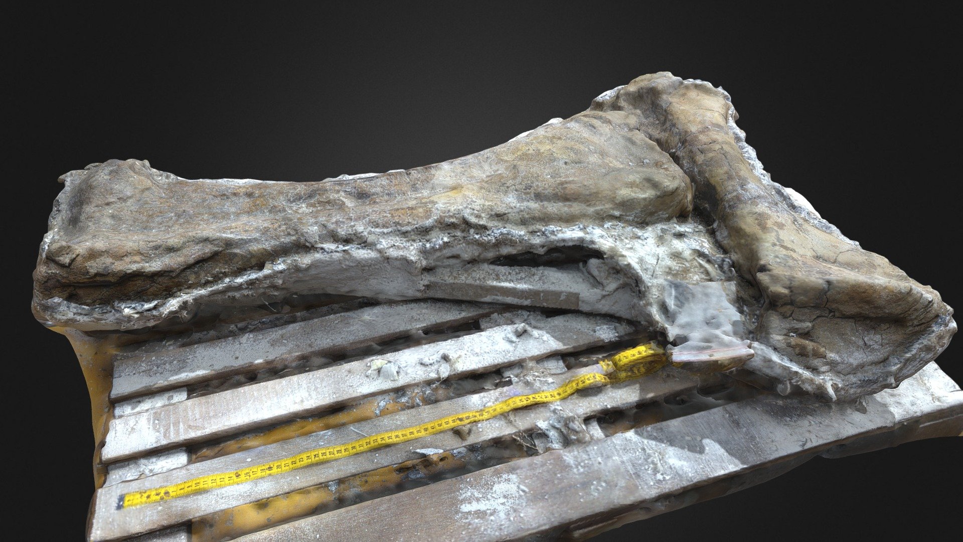 Triceratops horridus - Femur & Tibia