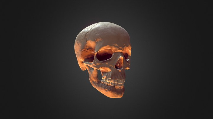 Estudio de Cráneo 3D Model
