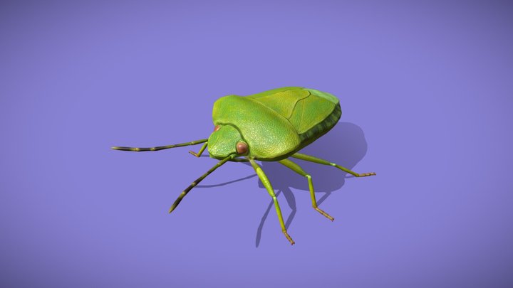 Shield bug 3D Model